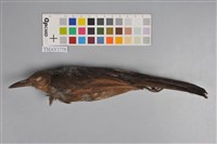 藏品(棕耳鵯)的圖片